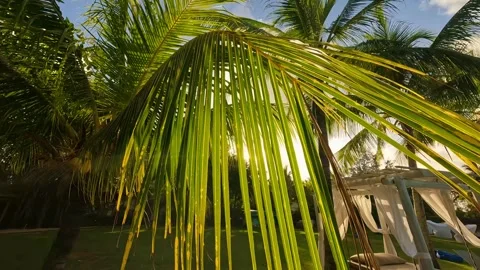 In a garden, chairs invite relaxation under a palm trees shade Stock Footage 314562514