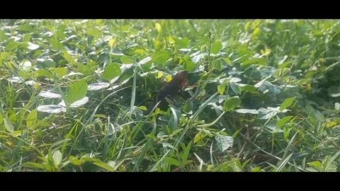 Garden chameleon among the grass Stock Footage 293032325