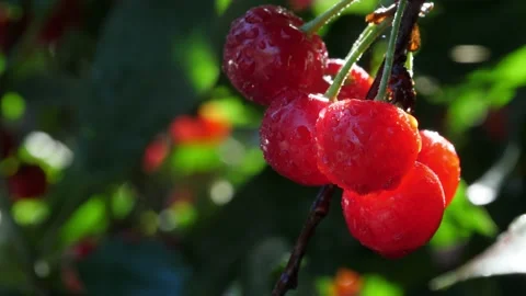 Garden Cherry H264 01541401 Video stock 200917459
