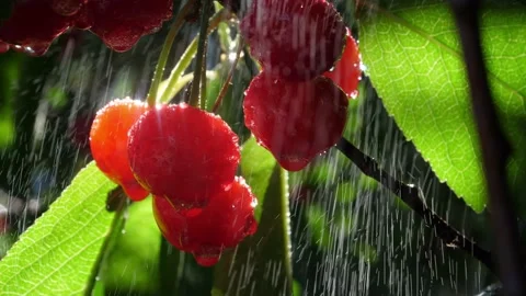 Garden Cherry H264 01558352 Video stock 200917727