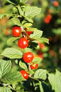Garden cherry ripe on a cherry tree Stock Photos