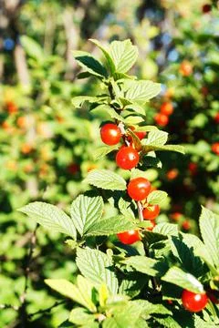 A garden cherry is ripening on a cherry tree Stock Photos