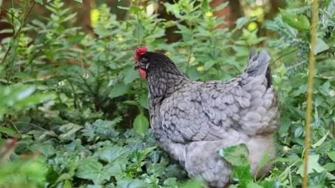 Garden Chicken Stock Footage 245663120