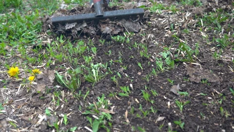 Garden cleaning with Rake. Cleaning of fallen leaves with rakes Stock Footage 107847967
