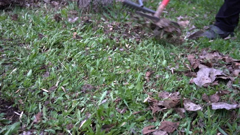 Garden cleaning with Rake. Cleaning of fallen leaves with rakes Stock Footage 107848147