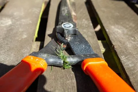 Garden clippers Stock Photos