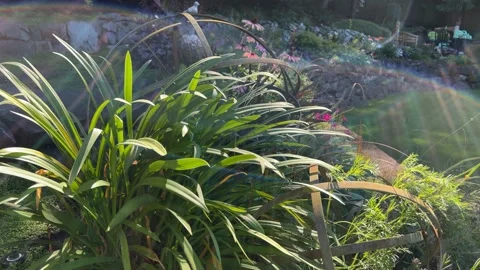 Garden Close up Stock-Footage 205727285