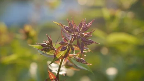 Garden with a close-up look at budding phlox flowers on the Sunset. 4K Stock Footage 101783023