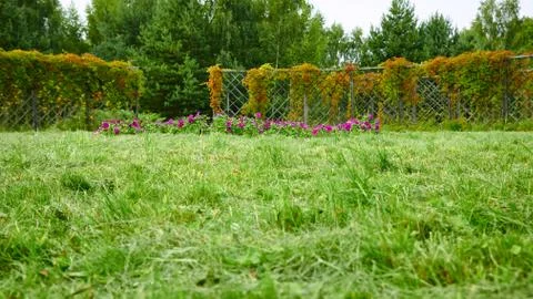 Garden on a cloudy day Stock Photos