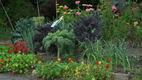 GARDEN COLORS 스톡 동영상 102292647