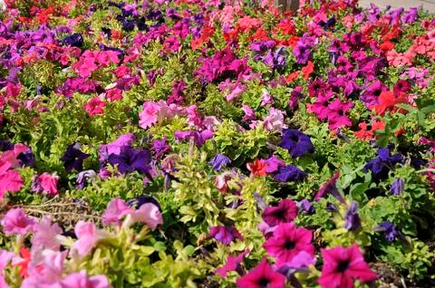 Garden of colors Stock Photos