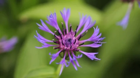 Garden cornflower and fly Stock Footage 82563928
