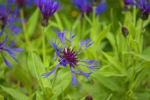 Garden cornflower Stock Photos