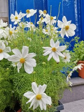 Garden Cosmos Stock Photos