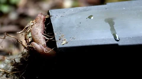 Garden Creature Stock-Footage 8847085