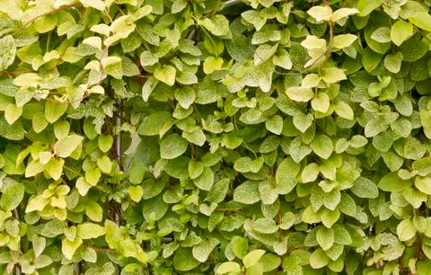 Garden creeper background Stock Photos