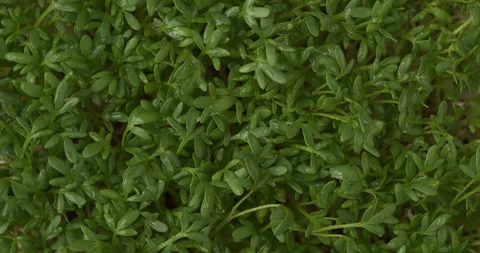 Garden cress background. Seamless loop. 스톡 동영상 277606691