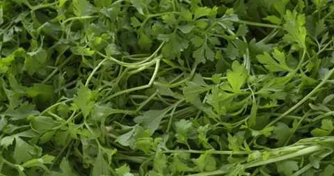 Garden cress background texture. Stock Footage 310433288