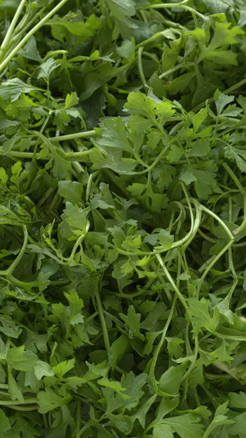 Garden cress background texture. Vertical video. Stock Footage 310432565