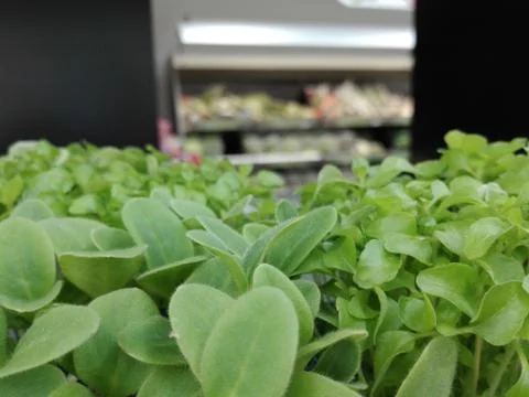 Garden Cress green with blur supermarket background Stock Photos