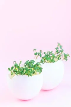 Garden cress growing in eggshells, on a pink background, vertical, copy space 스톡 사진