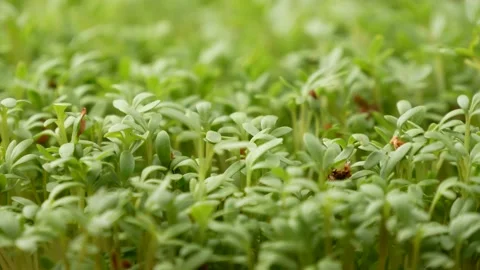 Garden cress. Microgreen. Healthy Eating. Stock Footage