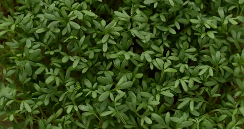 Garden cress microgreens background texture. Stock Footage 296630117