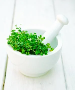 Garden cress Stock Photos