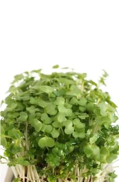 Garden cress Stock Photos