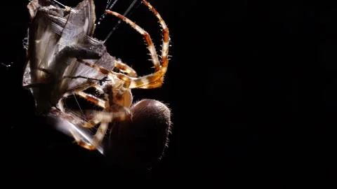 Garden Cross Spider Building Web – Cinematic Macro Night 4K Slow Motion Stock-Footage 320175822