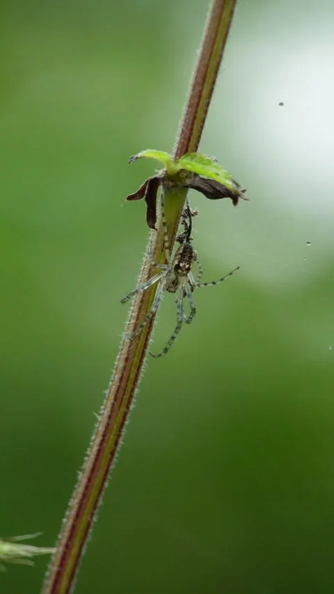 Garden Cross Spider in Her Web Stock Footage 313985056