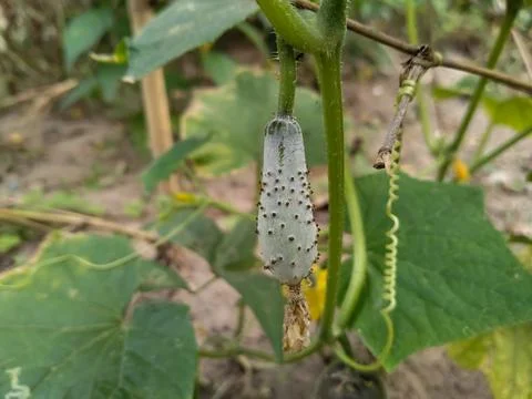 Garden cucumber in the tree Stock Photos