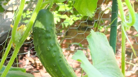 Garden Cucumber on the Vine Stock Footage 61236859