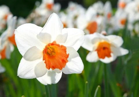 Garden daffodils Stock Photos