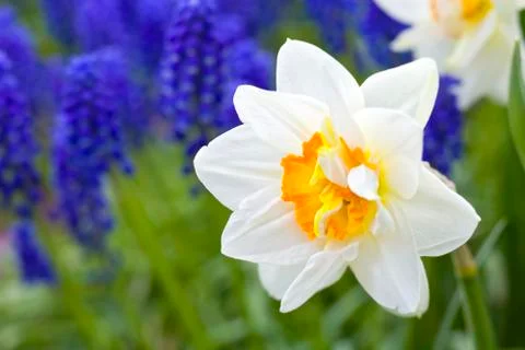 Garden daffodils Stock Photos