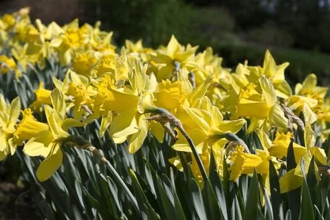 Garden of daffodils Foto stock