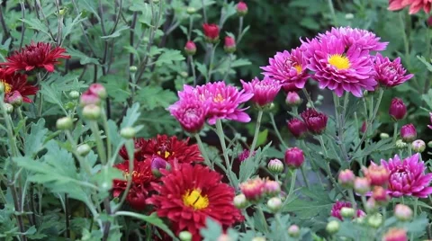 In the garden of daisies Stock Footage 42362964