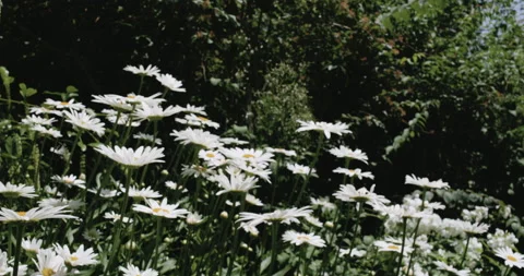Garden Daisies Stock Footage 132470799