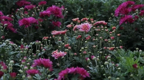 The garden of the daisy Video stock 42290985