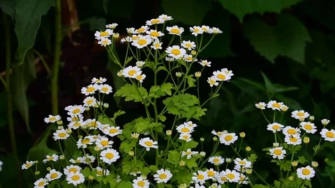 Garden daisy Stock Footage 116478497