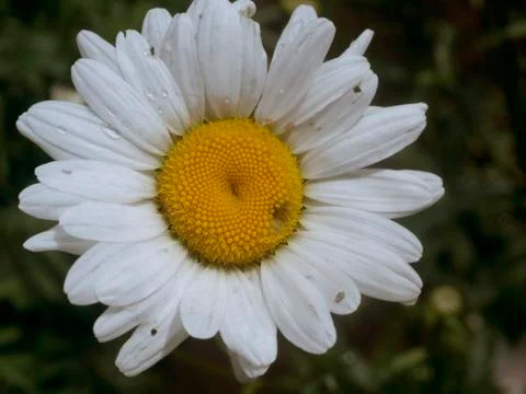 Garden daisy Stock Photos