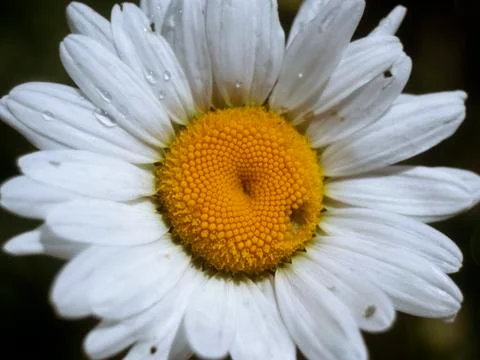 Garden daisy Stock Photos