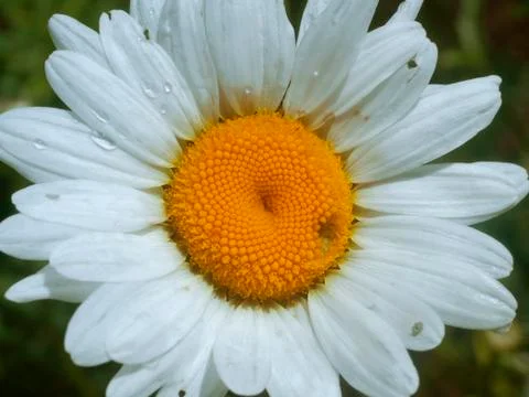 Garden daisy Stock Photos