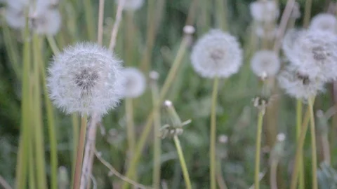 In the garden dandelions closeup Stock Footage 108803298