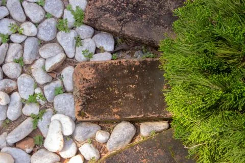 A garden decoration pattern. A pine tree surrounded by bricks with small whit Foto stock