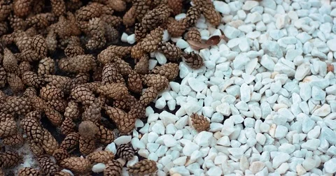 Garden decoration of yard made of pine cones and small white stones. Pinecones Stock Footage 82713027