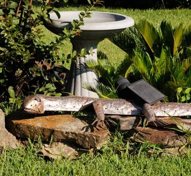 Garden Decorations Photos