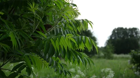 Garden decorative tree in the rain Stock Footage 50125641