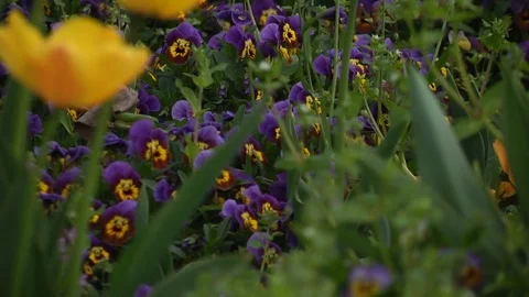 Garden with different flowers Stock Footage 99117041