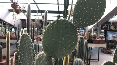 Garden with different types of cacti Stock Footage 139815492
